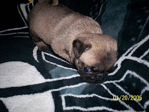 Pug