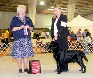 Ashland Labradors