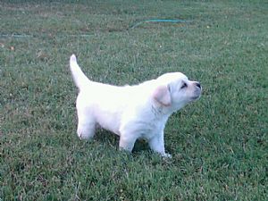Labrador Retriever