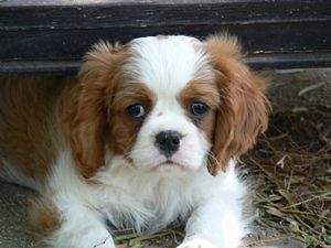 Cavalier King Charles Spaniel