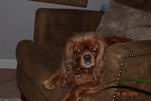Cavalier King Charles Spaniel