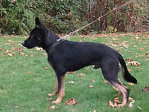 German Shepherd Dog