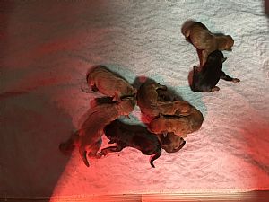 Cavalier King Charles Spaniel