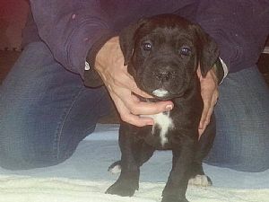 Cane Corso