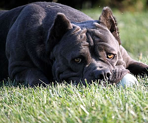 Cane Corso