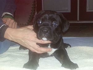 Cane Corso