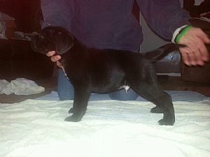 Cane Corso