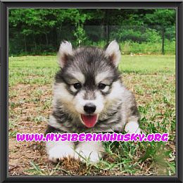 Siberian Husky