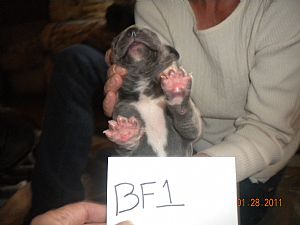 Great Dane
