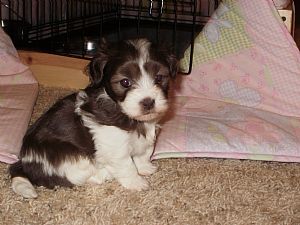 Havanese