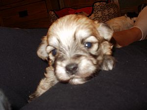 Havanese Treasures