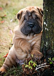 blue chinese shar pei for sale