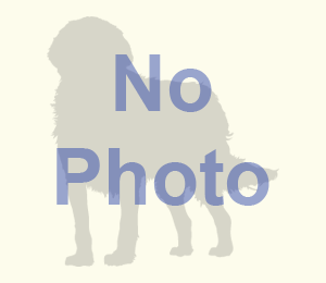 American Staghound Photo